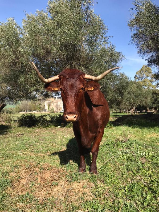 Casa Rural El Vihuelo El Bosque Eksteriør bilde