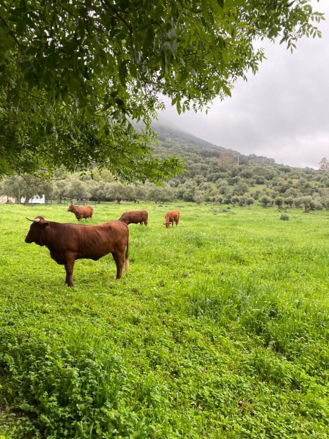 Casa Rural El Vihuelo El Bosque Eksteriør bilde