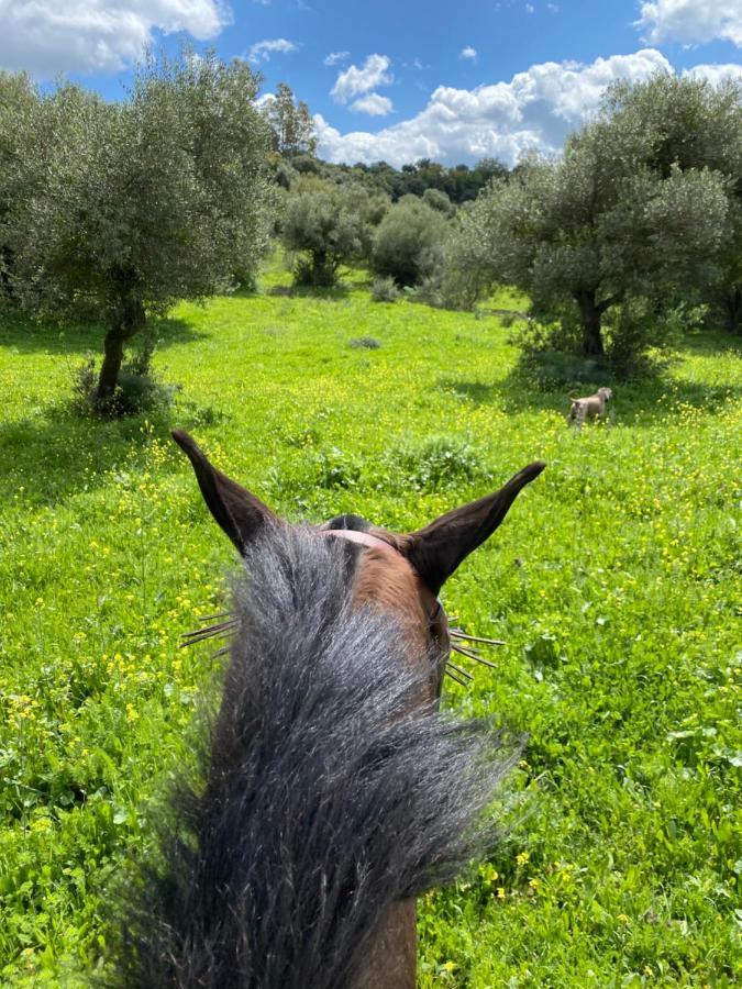 Casa Rural El Vihuelo El Bosque Eksteriør bilde
