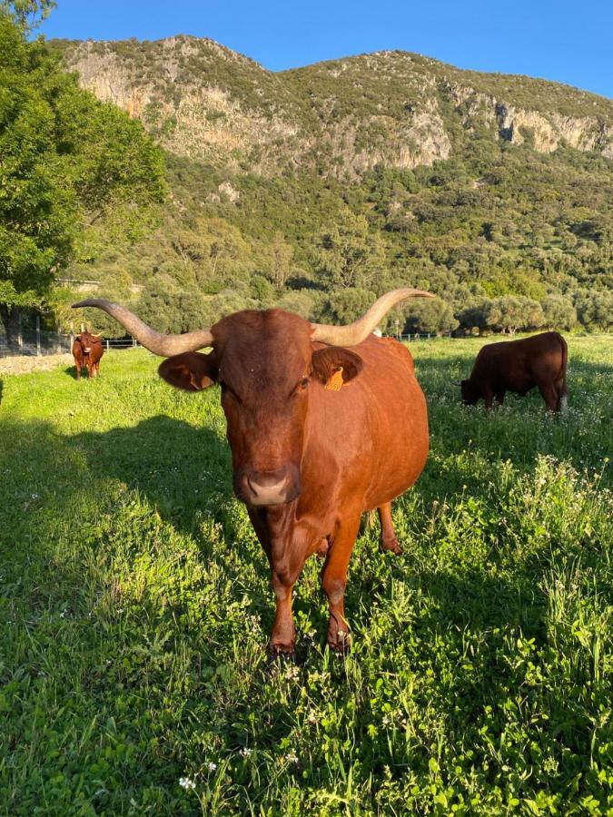 Casa Rural El Vihuelo El Bosque Eksteriør bilde
