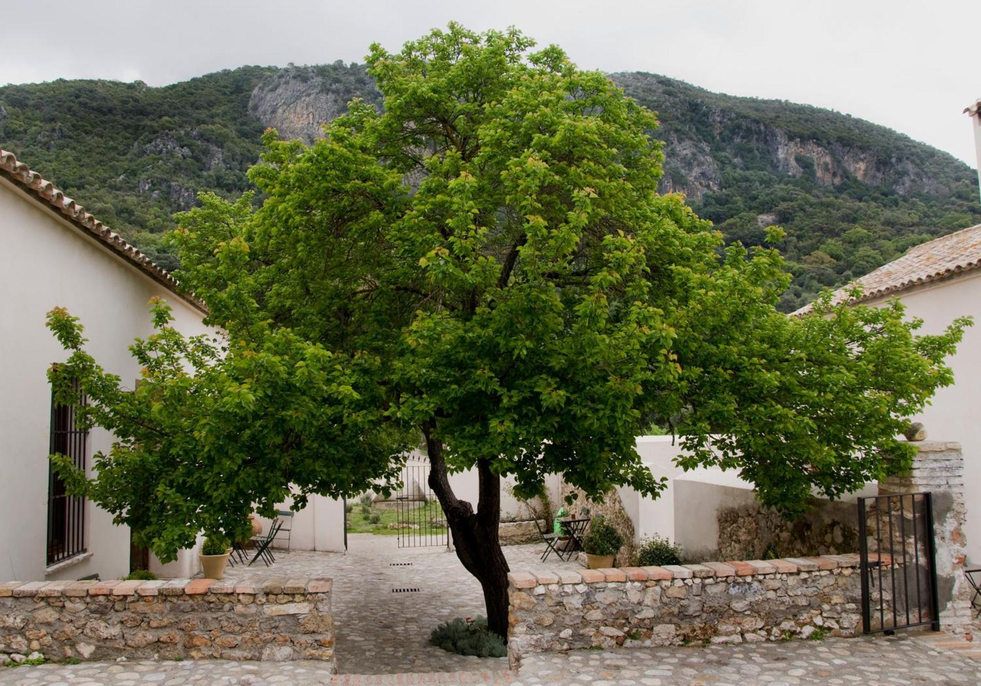 Casa Rural El Vihuelo El Bosque Eksteriør bilde